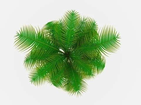 Palm tree on top view isolated Illustrazione stock