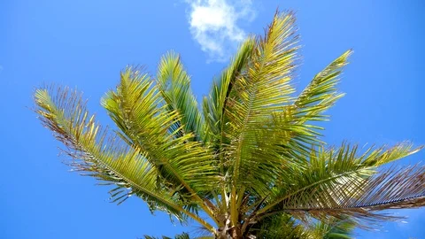 Palm tree top waving slowly in the wind Stock Footage 101777421