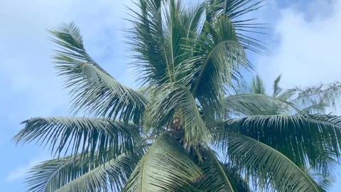 Palm tree top in the wind at Diani beach Vídeo Stock 128441269