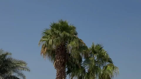 Palm Tree Tops Against Vibrant Blue Sky 스톡 동영상 332554098