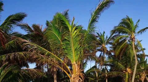 Palm tree tops and blue sky. Stock Footage 50637220