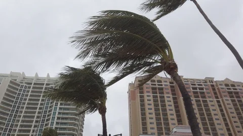 Palm Tree Tops Blowing in Wind Storm Stock Footage 122103561