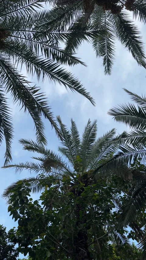 Palm Tree Tops to Dirt Path Video stock 337671854