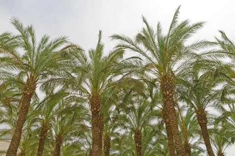 Palm tree tops in Jerusalem Stock Photos