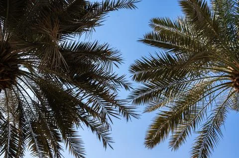 Palm Tree Tops Under Blue Sky. Tropical Relaxation Scene Stock Photos