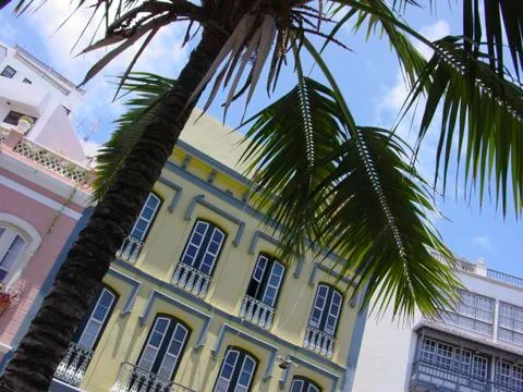 Palm tree in town Stock Photos