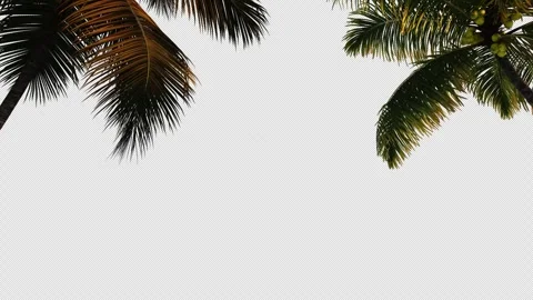 Palm tree transition on a transparent background with an alpha channel. Stock Footage 267548387