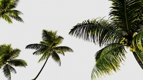 Palm tree transition on a transparent background Stock Footage 269046678
