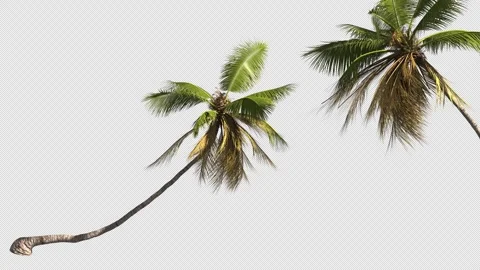 Palm tree transition on a transparent background with an alpha channel. Video stock 276212725