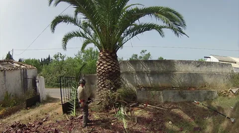 Palm Tree Trimmer Cleaning Trunk Stock Footage 50113724