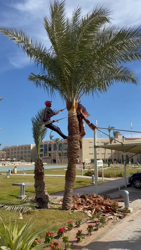 Palm tree trimming. Man trims the leaves of a palm tree at the top. Cutting palm Stock Footage 169969485
