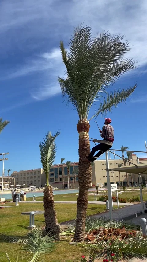 Palm tree trimming. Man trims the leaves of a palm tree at the top. Cutting palm Stock Footage 170793875