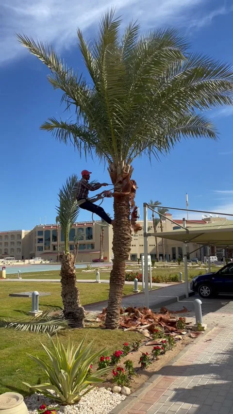 Palm tree trimming. Man trims the leaves of a palm tree at the top. Cutting palm Stock Footage 170858835