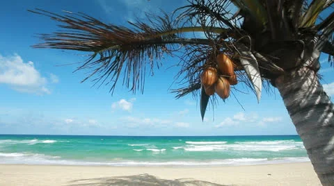 Palm tree on the tropical beach Stock-Footage 22518609