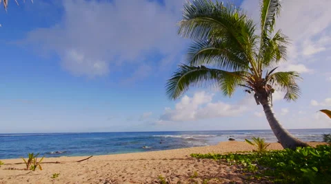 Palm tree on a tropical beach 動画素材 40216558