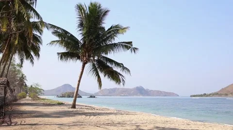 Palm tree on the tropical beach. Stock Footage 43012668