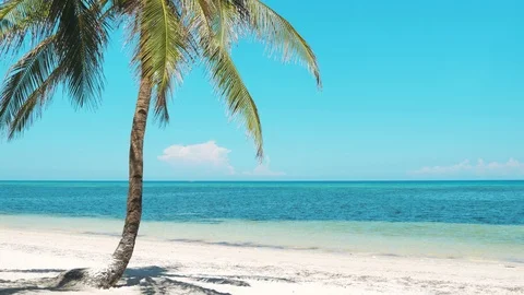Palm tree at the tropical beach Video stock 88457622