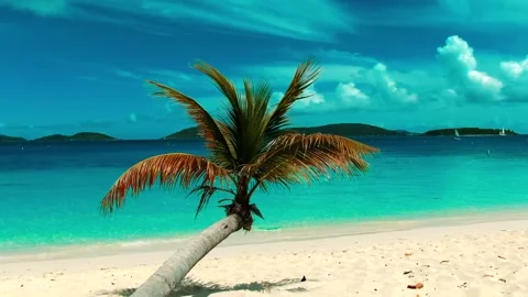 Palm Tree on Tropical Beach Stock Footage 136671898