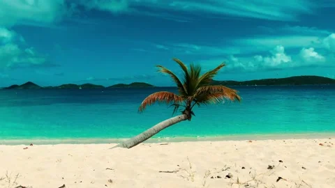Palm Tree on Tropical Beach Stock Footage 136671906