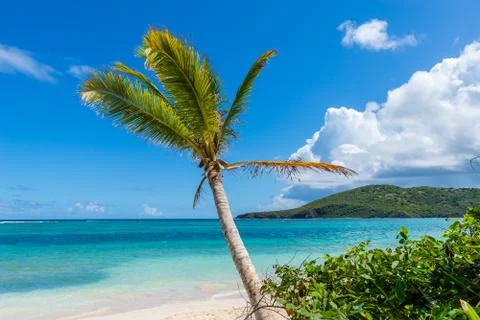Palm tree on the tropical beach Stock Photos