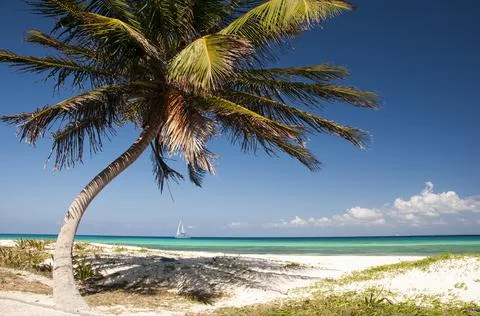 Palm tree in a tropical beach Fotos de archivo