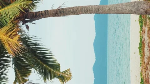 Palm tree on tropical beach with turquoise sea and distant mountains, Видео 282082358