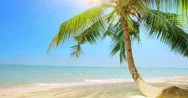 Palm Tree On Tropical Coast With Blue Sky And Calm Sea Tourism 4K Background  Stock Footage