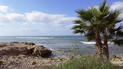 Palm tree on tropical coast with blue sky. Stock Footage 68190886