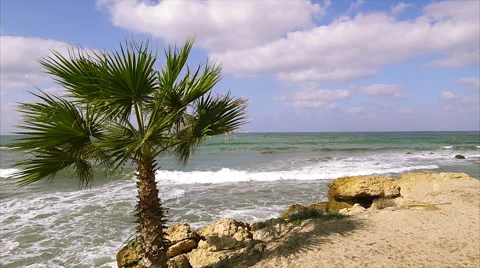 Palm tree on tropical coast with blue sky. Stock Footage 68199917