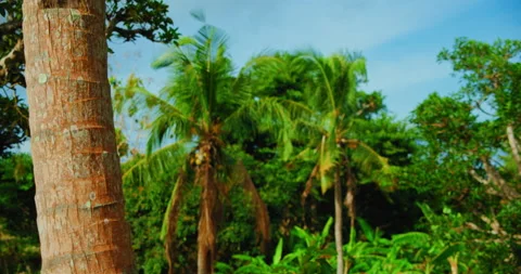 Palm tree tropical forest. Wild green pristine nature. Leaves blowing in the Video stock 226836845