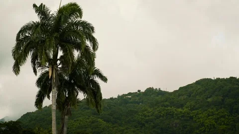 Palm Tree on Tropical Island Stock Footage 70352971