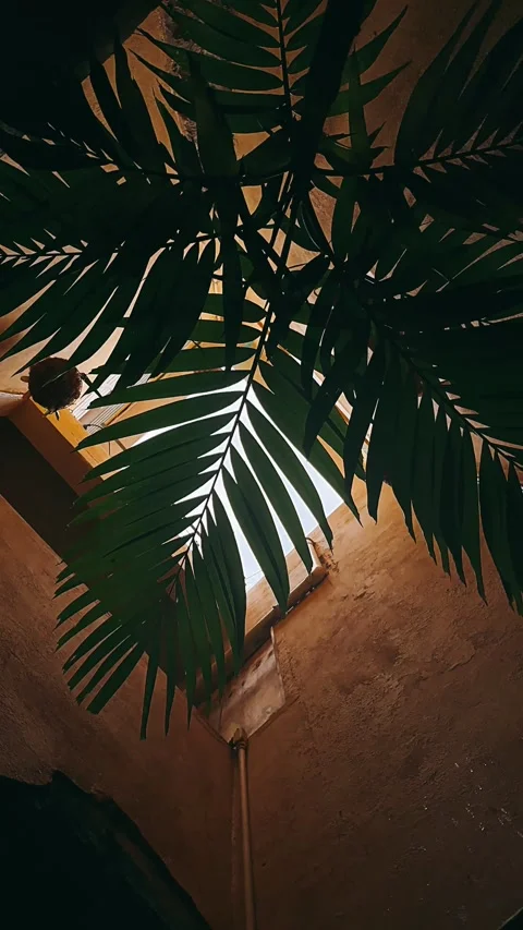 Palm, tree, tropical, leaf, nature, sky, palm tree, coconut, summer, Stock Footage 245862443