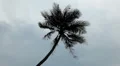 Palm Tree, Tropical Paradise Island, Ko Samui, Amazing Thailand HD Footage