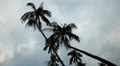 Palm Tree, Tropical Paradise Island, Ko Samui, Amazing Thailand HD Footage
