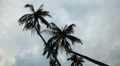 Palm Tree, Tropical Paradise Island, Ko Samui, Amazing Thailand HD Footage