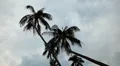 Palm Tree, Tropical Paradise Island, Ko Samui, Amazing Thailand HD Footage