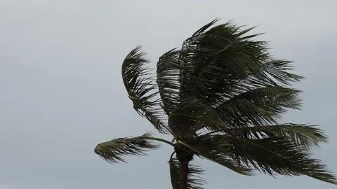 Palm Tree in Tropical Storm Winds Stock Footage 136639501