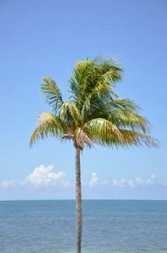 Palm Tree in the Tropics Stock Photos