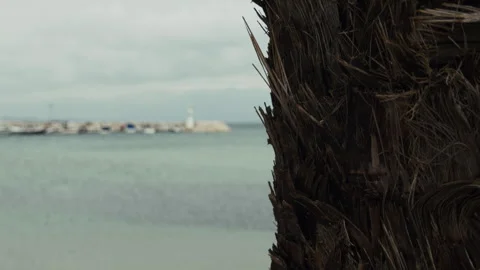 Palm Tree Trunk and The Sea Stock Footage 328665974