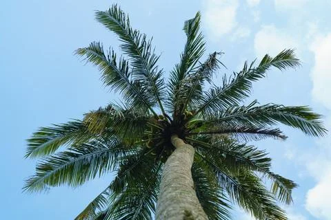 Palm tree trunk and top against the blue sky Stock Photos