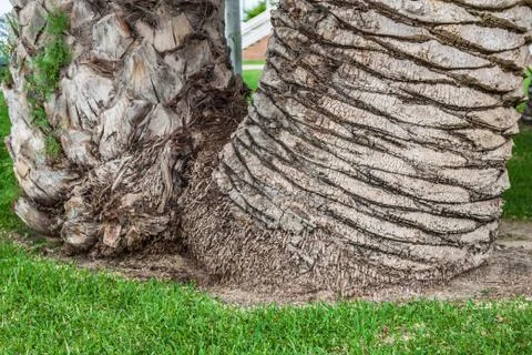 Palm tree trunk background Stock Photos