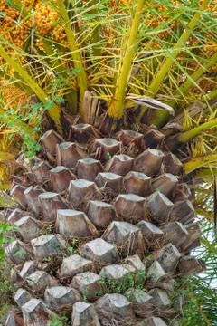Palm tree trunk background Stock Photos
