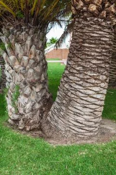 Palm tree trunk background Foto stock