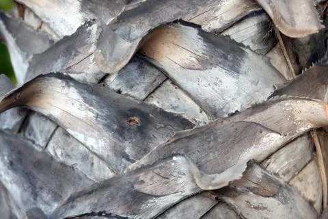 Palm tree trunk background Stock Photos