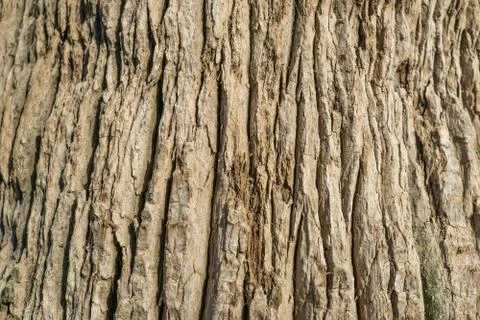 Palm tree trunk background Stock Photos