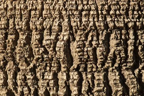 Palm tree trunk background Stock Photos