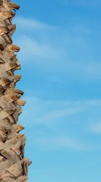 Palm tree trunk on a blue sky background Stock Photos