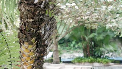 Palm Tree Trunk With Blur Background Foto stock
