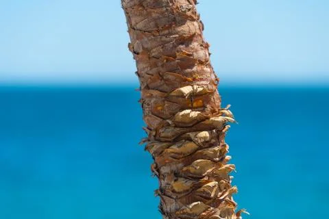 Palm tree trunk on blurred background of ocean and sky. Stock Photos