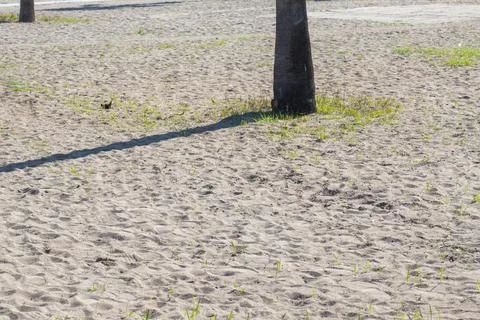 Palm tree trunk casting shadow on sandy ground Stock Photos